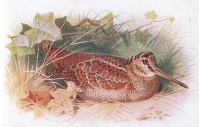 Woodcock, from Birds of the British Isles and Their Eggs published by Frederick Warne & Co Ltd, 1958 by Archibald Thorburn